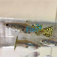 Female Green Cobra Guppy 3.5cm