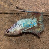 Female Double Tail Fighter 3.5cm