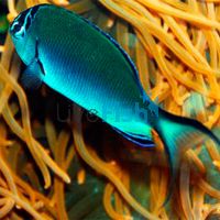 Female Angelfish Watanabei - Medium