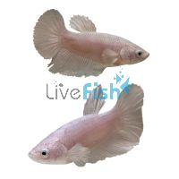 Female Betta Ele Ear Platinum 4cm