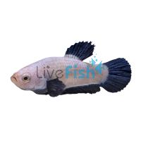 Female Betta Plakat Blue Rim 3.5cm