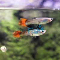 Female Chilli Red Guppy 3.5cm
