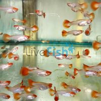 Female Cobra Red Cap Guppy 3.5cm