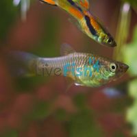 Female Endlers Red Line Guppy 3cm