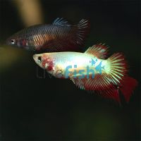 Female Crowntail Betta 3.5cm