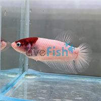 Female Plakat HM Red Cap Tancho 5cm