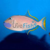 Female Blue Jaw Triggerfish - Medium