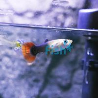 Female Tuxedo Redtail Blonde Guppy 3.5cm