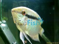 Festivum Cichlid 12cm Brazil Wild