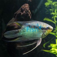 Festivum Cichlid Peru - Wild Caught 5cm 