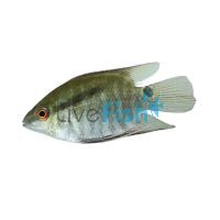 Festivum Cichlid 3.5cm
