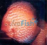 Pigeon Blood Discus (Stendker) 7cm