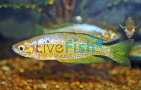 Finke River Rainbow 5cm