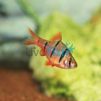 Five Banded Barb 3cm