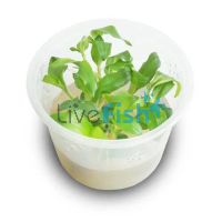 TC - Mini Bamboo Floscopa Scandens