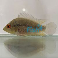 Flowerhorn Cichlid 4cm