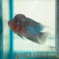 Super Red Dragon - Flowerhorn 15cm