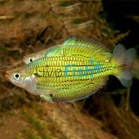 Fly River Rainbow N.G 5cm