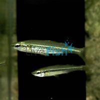 Fly Speckled Hardy Head 5cm