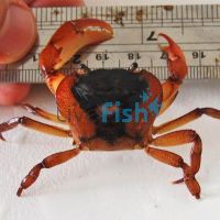 Fresh Water Crab 5cm