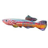Aphyosemeion Amieti 4cm