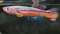 Aphyosemeion Amieti 4cm