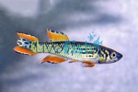 Aphyosemion Walkeri 3.5cm