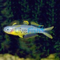 Fork Tail Blue Eye 2.5cm