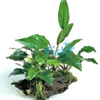 Garden - Mini