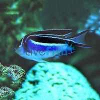 Bellus Swallowtail Female Angelfish - Small