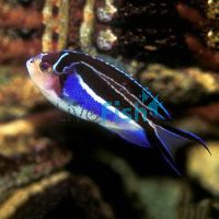 Female Bellus Swallowtail Angelfish - Large