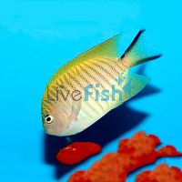 Male Black Spot Angelfish - Large