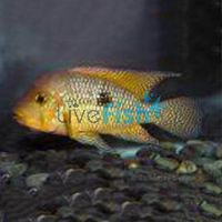 Pearl Horseface 5cm