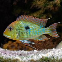 Tapajos Orange Head 7cm