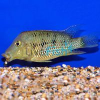 Geophagus Steindachneri - Red Hump 5cm