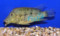 Geophagus Steindachneri - Red Hump 5cm