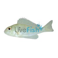 Geophagus Winemilleri 5cm
