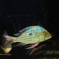 Geophagus Winemilleri 5cm