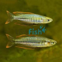 Exquisite Rainbow - Bindoola Creek 7cm