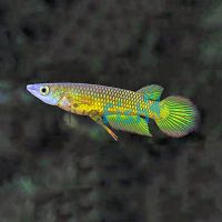 Giant Gold Panchax 3.5cm