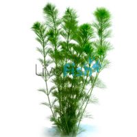 Giant Ambulia Bunch