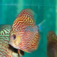 Giant Flora Turquoise Discus 5cm