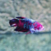 Male Giant Koi Plakat Halfmoon 5cm