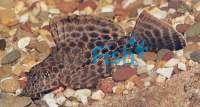Spotted Sailfin Plecostomus 10cm