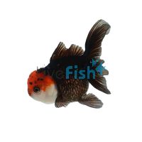 Oranda Black Red Cap 9cm
