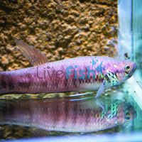 Gladiator Betta Simorum 10cm Pair 1Xm 1Xf