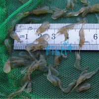 50x Freshwater Glass Shrimp 1-2cm