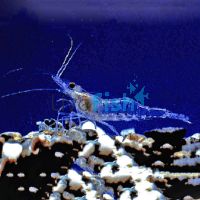 400 x Shrimp - Freshwater Glass (2-3cm) 