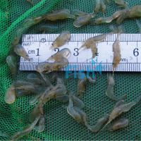 100x Glass Shrimp 1-2cm