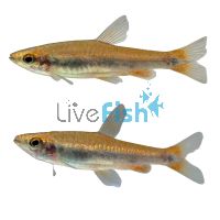 Glittering Pencilfish 3cm